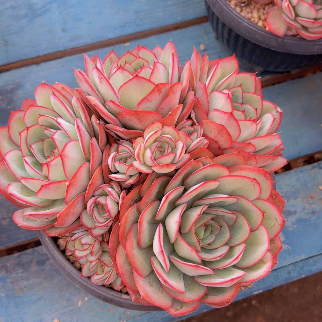 文***客多肉植物保护研究所所长的