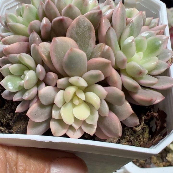 红宝石锦多肉植物1563