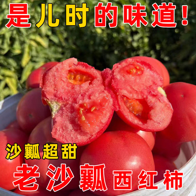 【毛粉西红柿】正宗新鲜采摘酸甜爆汁时令果蔬沙瓤好吃自然熟口感好