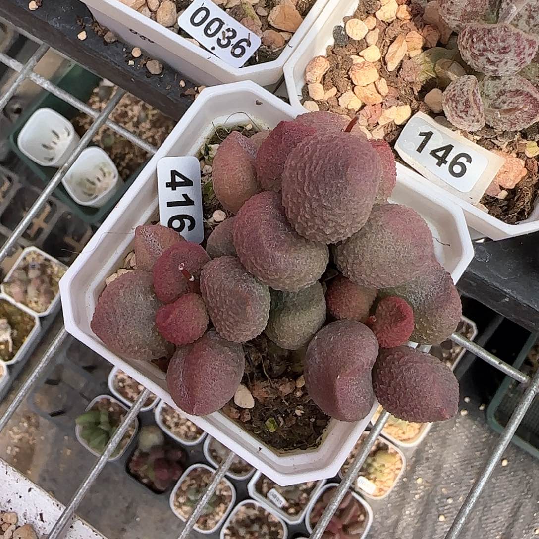 水蜜桃水泡多肉植物416