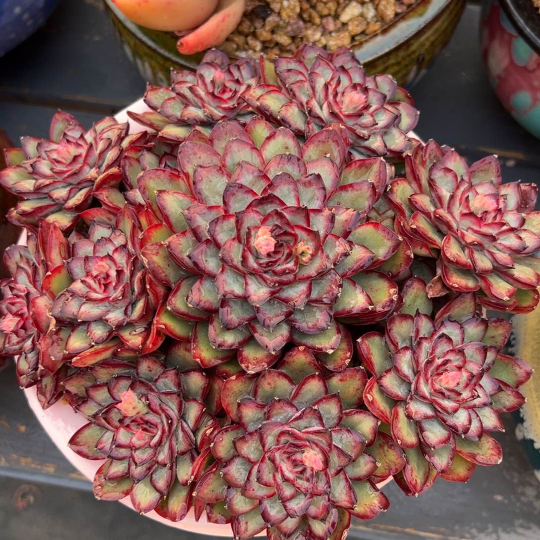 从前慢多肉精选超过0215.225