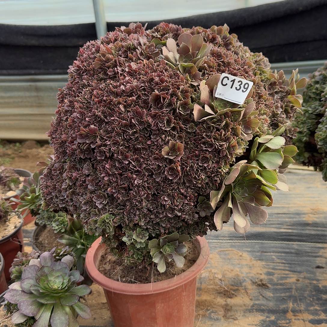 139玫瑰朵朵有伤一颗呀呀