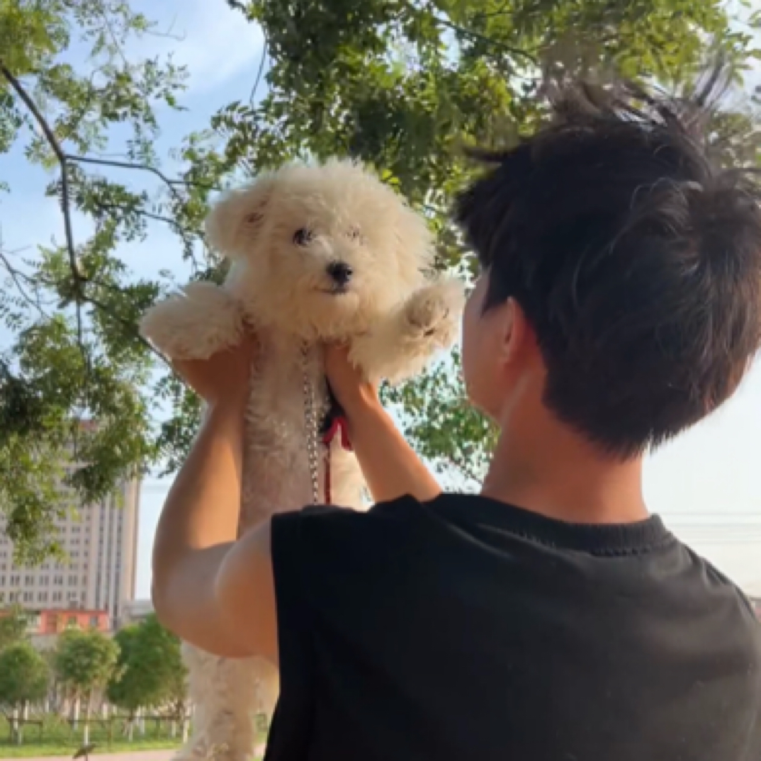 云启家比熊西高地马尔济斯约克夏等宠物迷你幼犬鞍山狗市