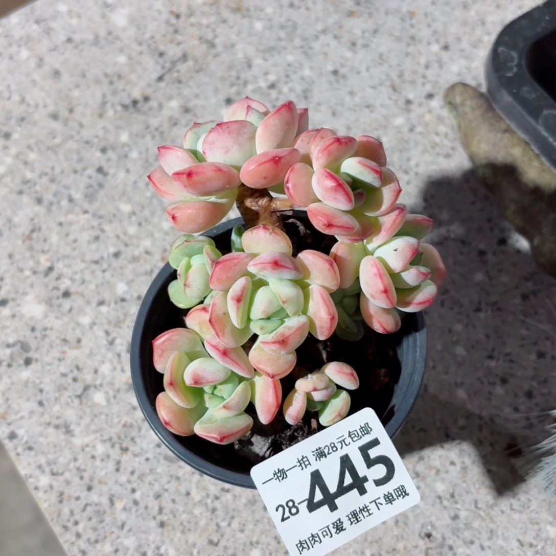 白底香草多肉无盆土发货无盆土发货无