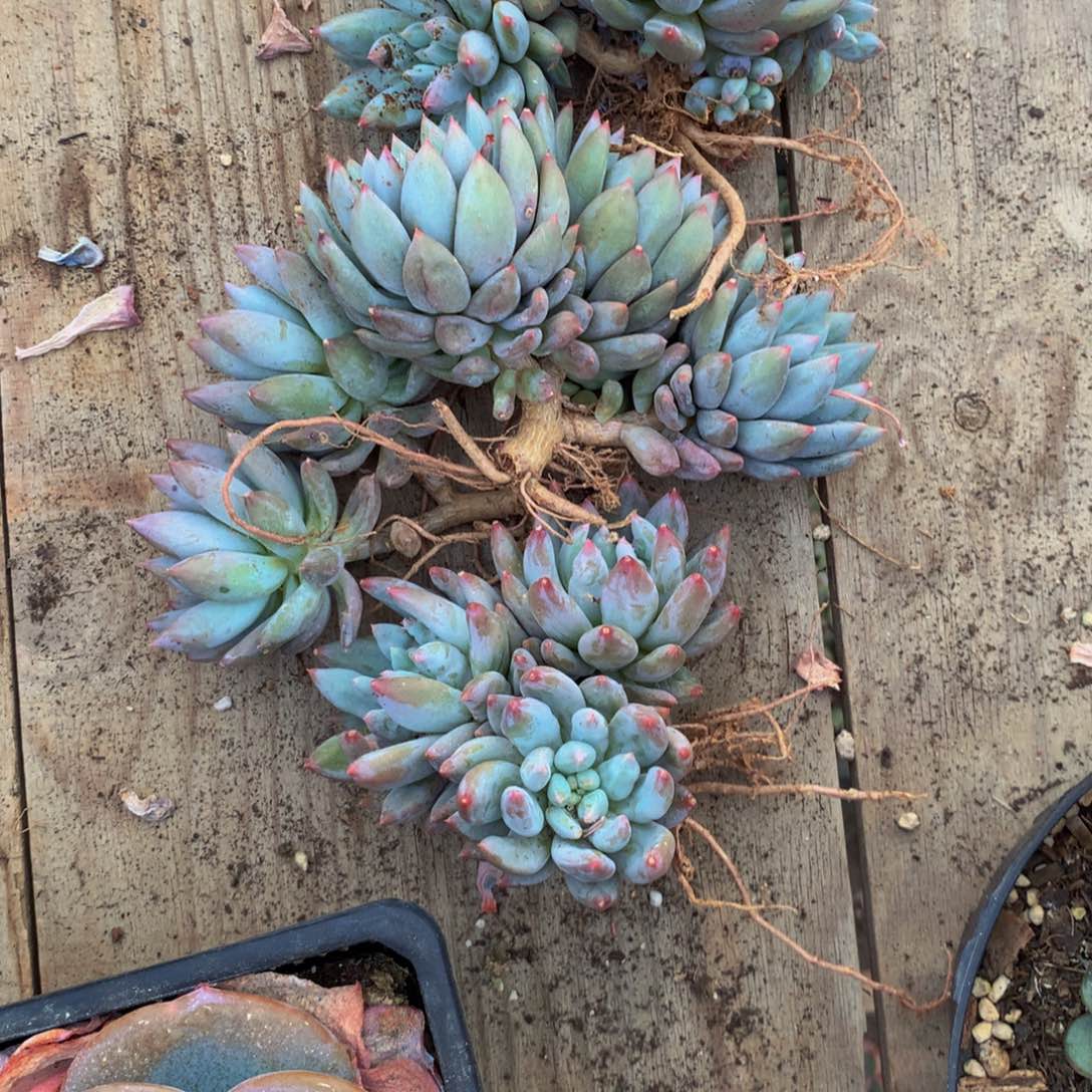 এ*?所罗门组合多肉植物