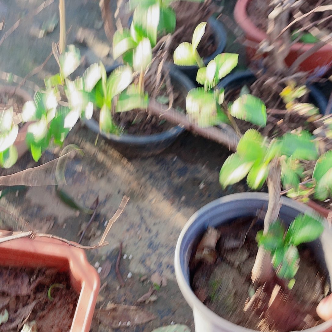 无花朵原生长寿包海棠花盛开
