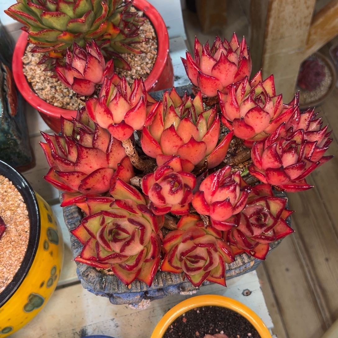 多肉一物一拍0215-999