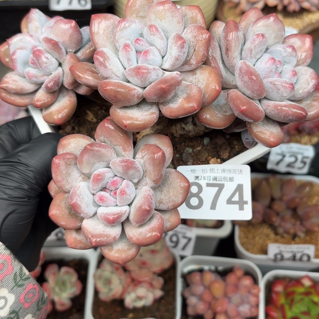 香水多肉无盆土发货