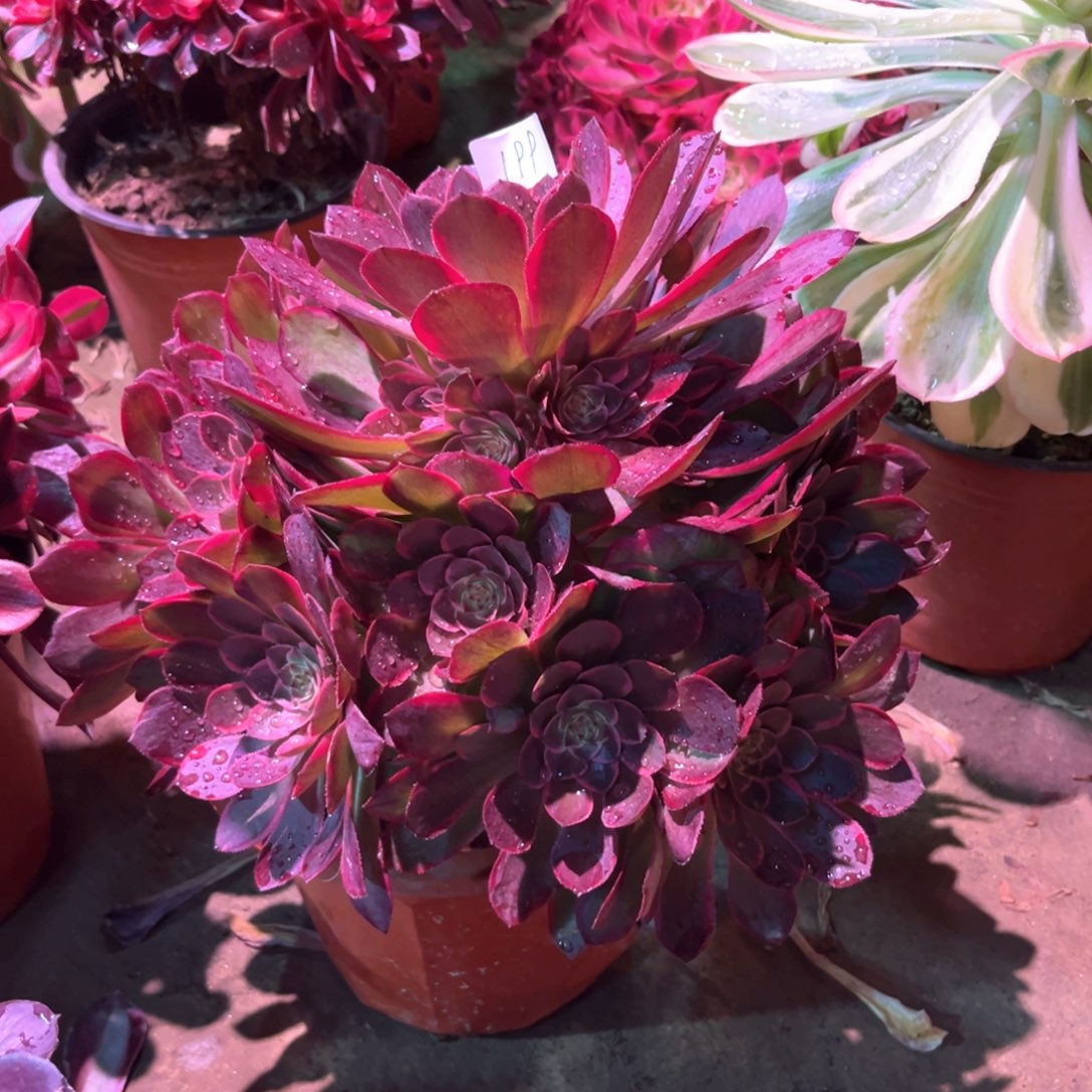 多肉植物粉花妖199