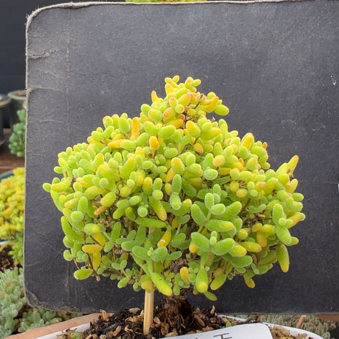 【闪购商品】dy6850精控蜜橘糖球冠幅5.5cm