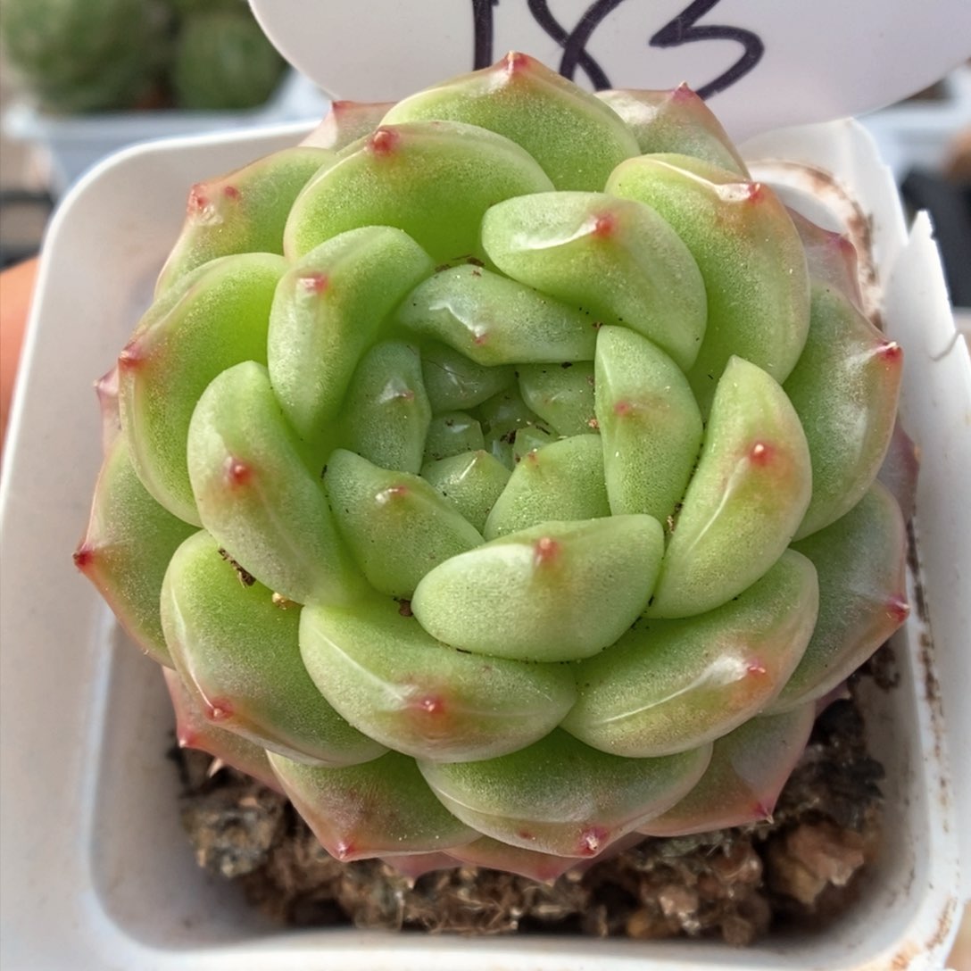 灯泡珍妮可拍983号