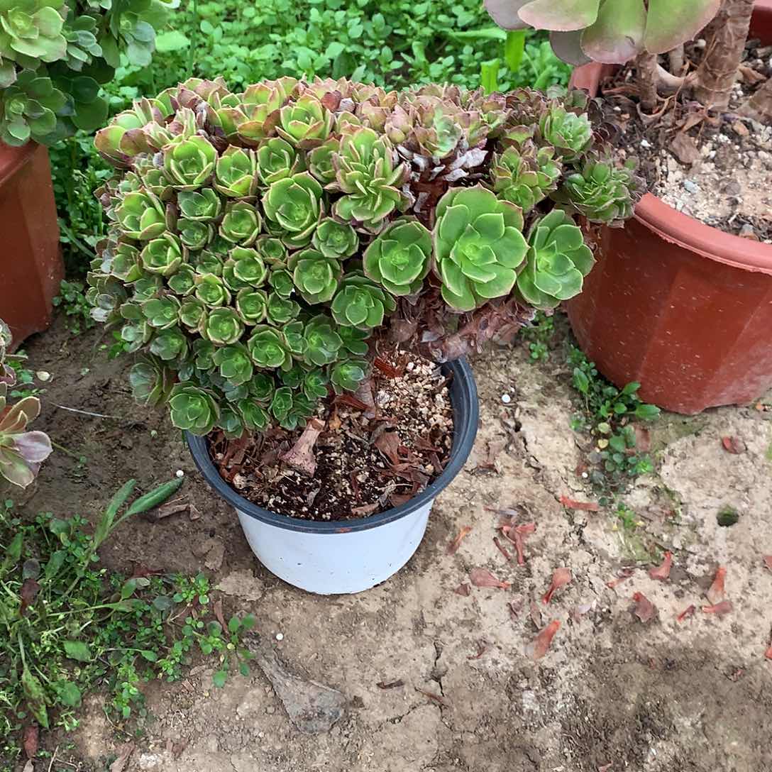 红陶064万圣节缀化