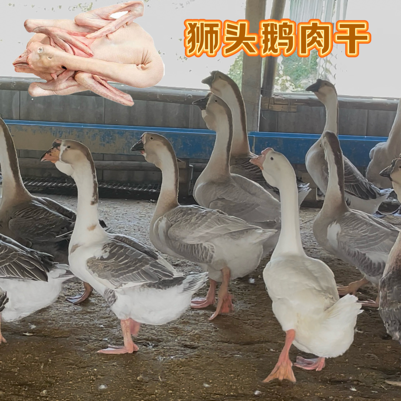 宠物零食狮头鹅肉干