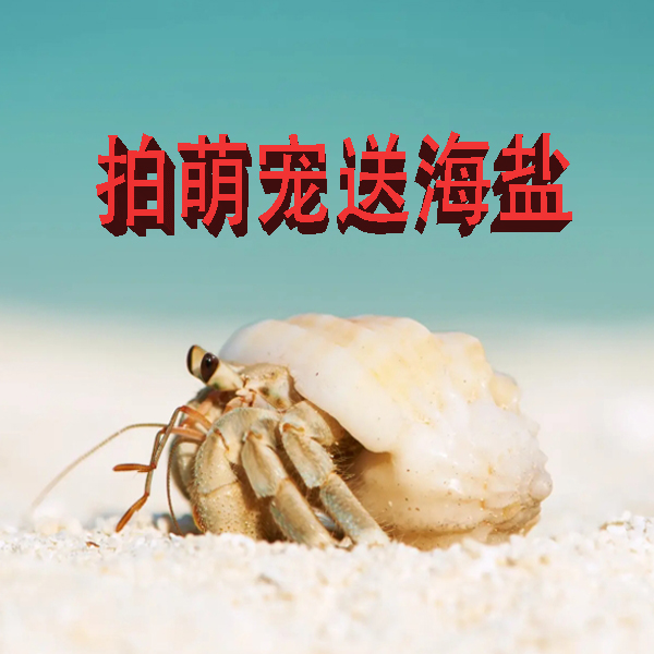 陆生 寄居蟹 呆萌活泼/懒人宠物/混装