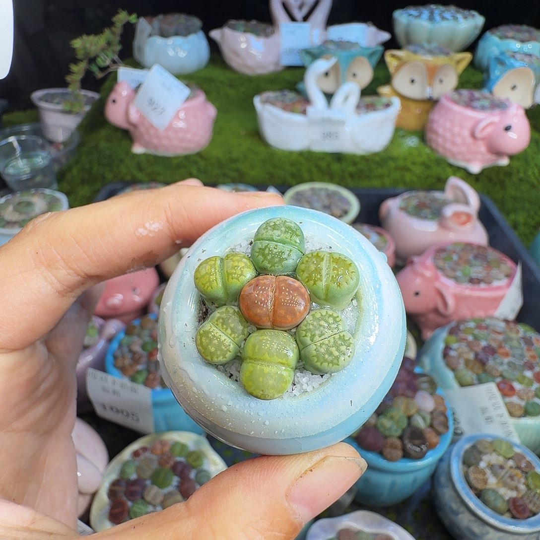 多肉植物福利冲1013