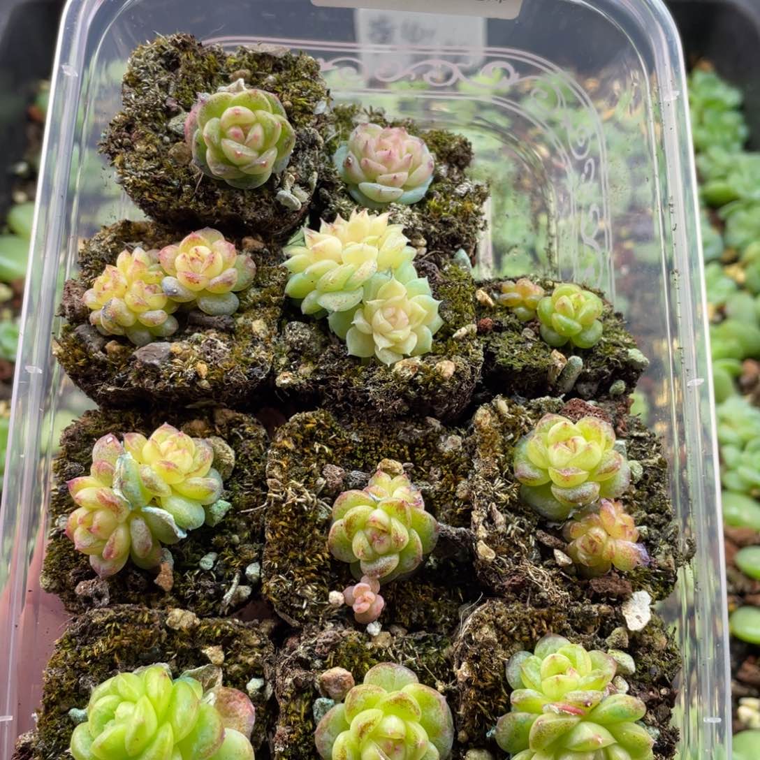 珍妮混麦秆一物一拍608….