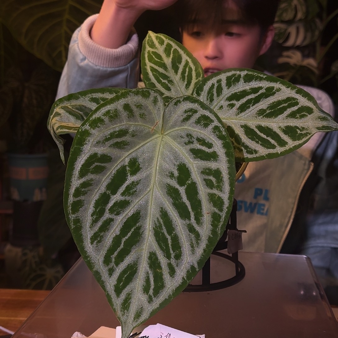 不开花植物D69闪耀杂黑色面纱叶损无售后