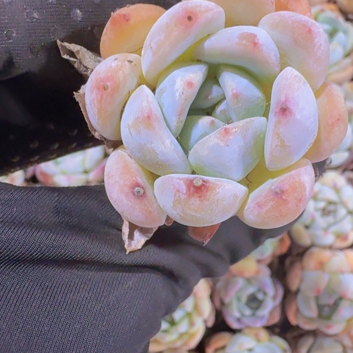 精品二号飞星两米三颗