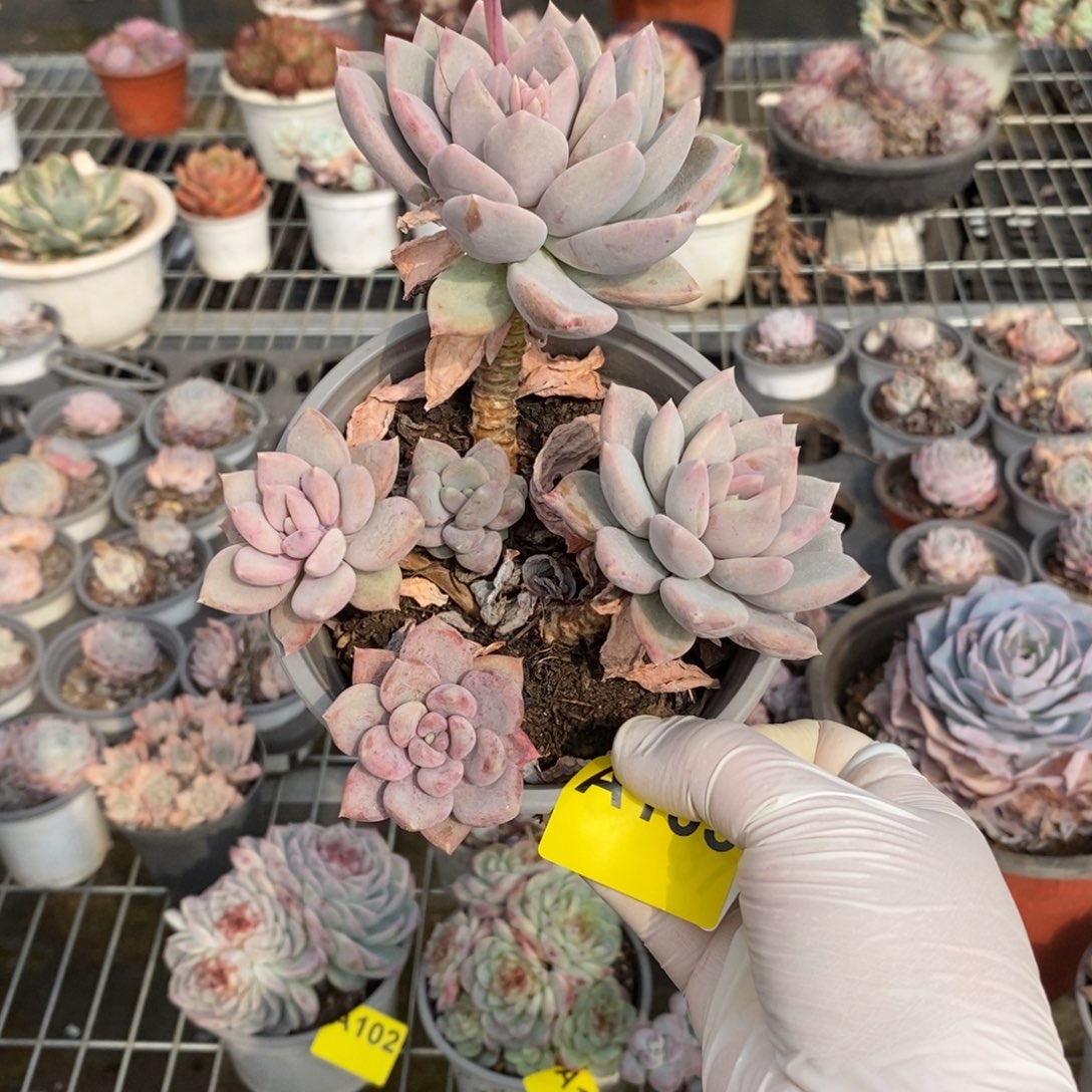 姜***️103胖美人一物一拍