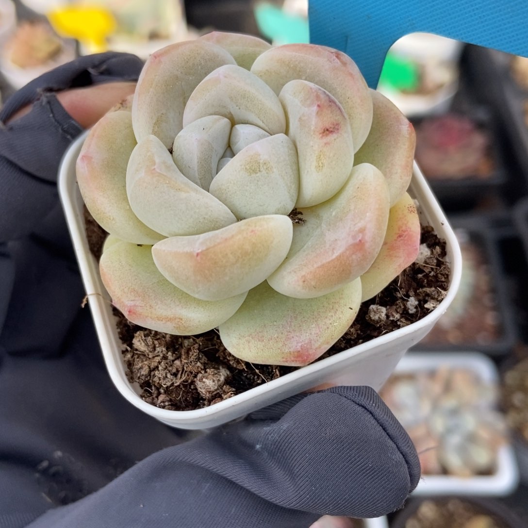 035冰玉6颗多肉植物