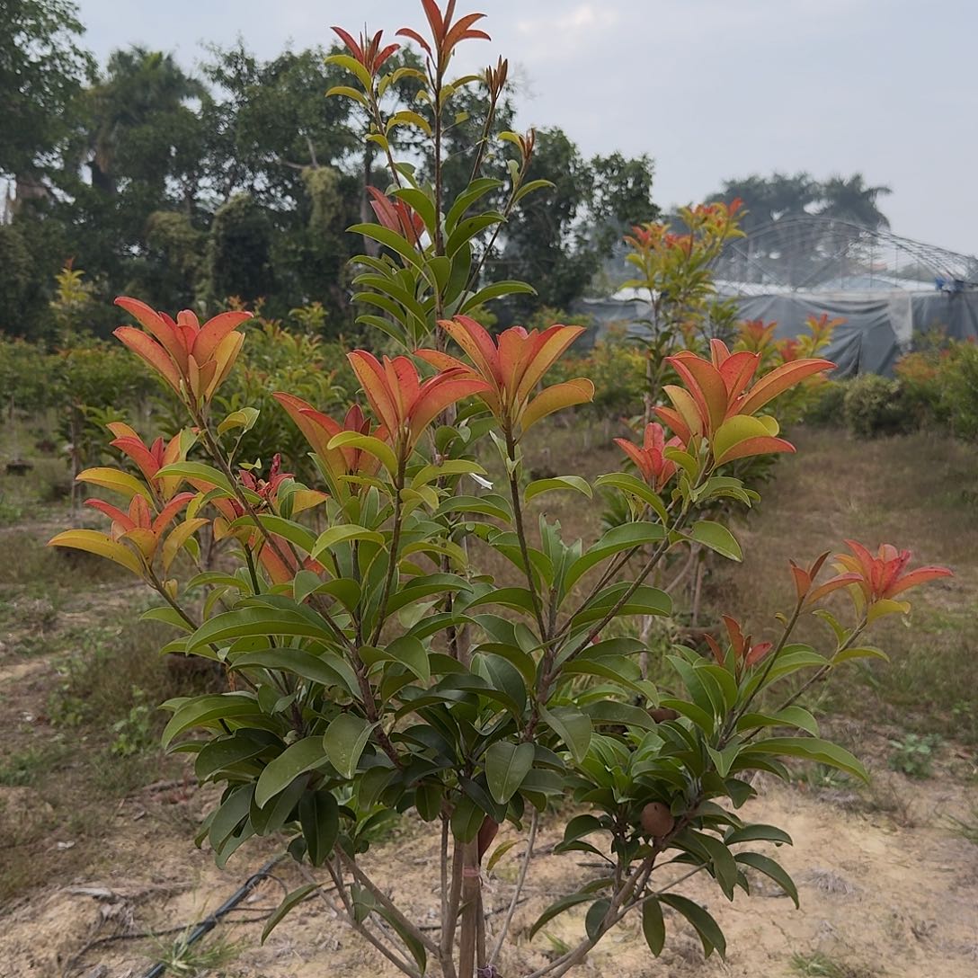 禹***男当前无花栽培后可以开花越南