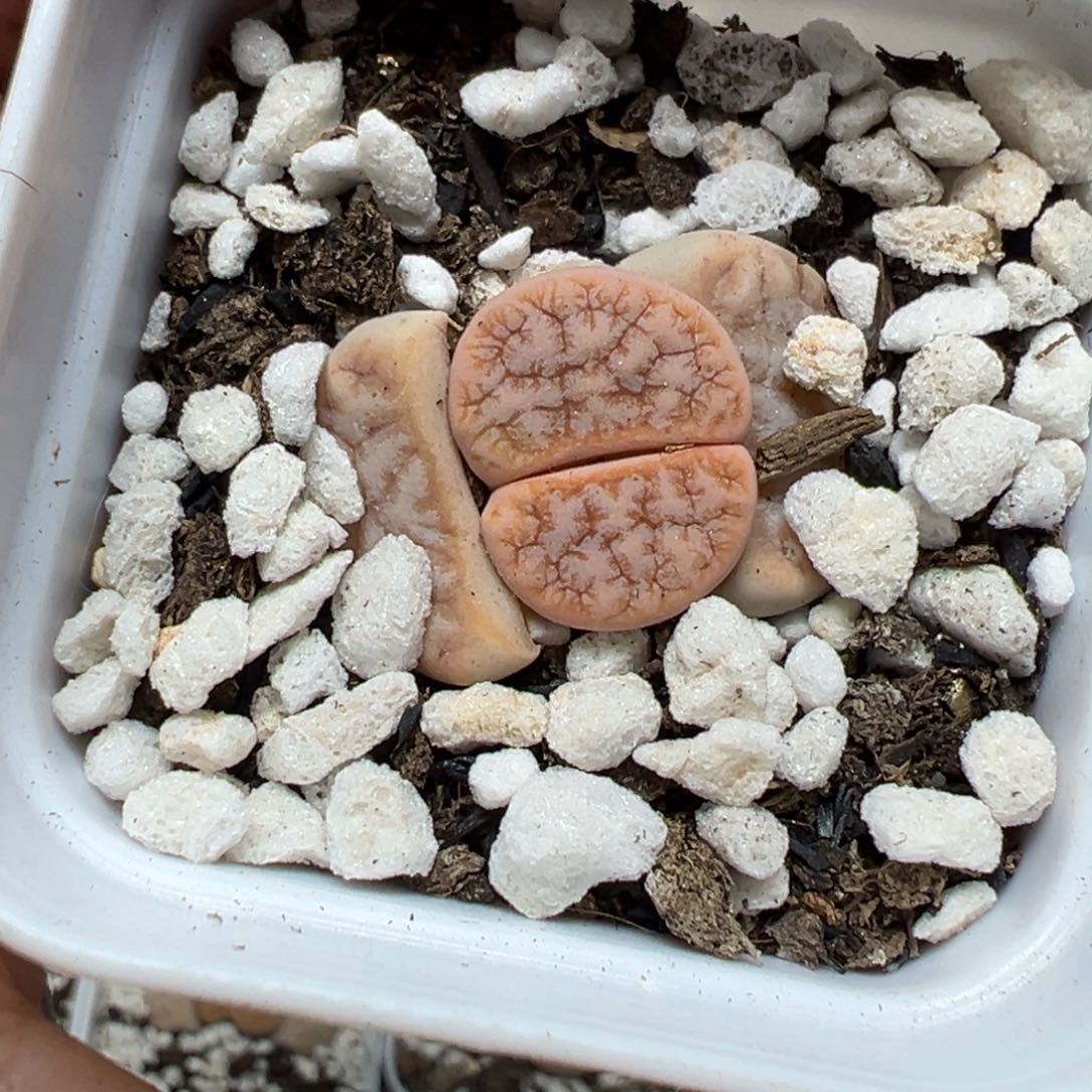 【闪购商品】475……