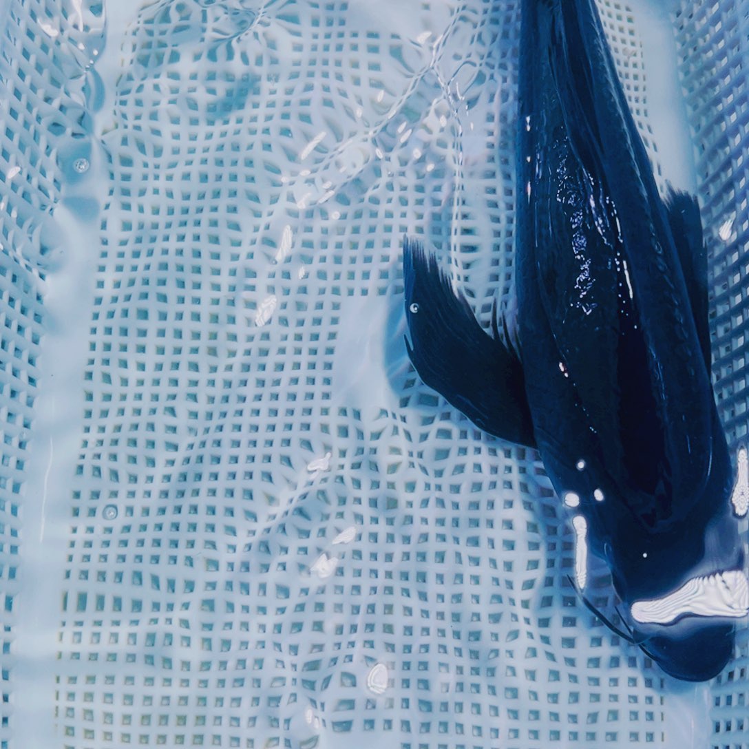 海水鱼锦鲤观赏鱼106