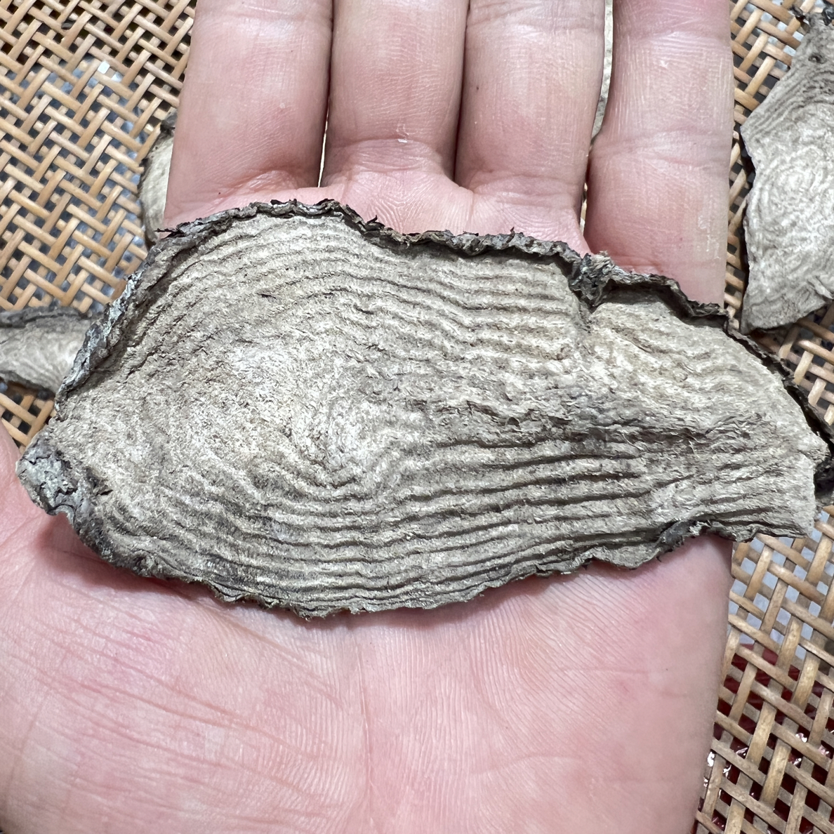 粤汤汇入地老薯（鼠）钻地薯干货粉质满满