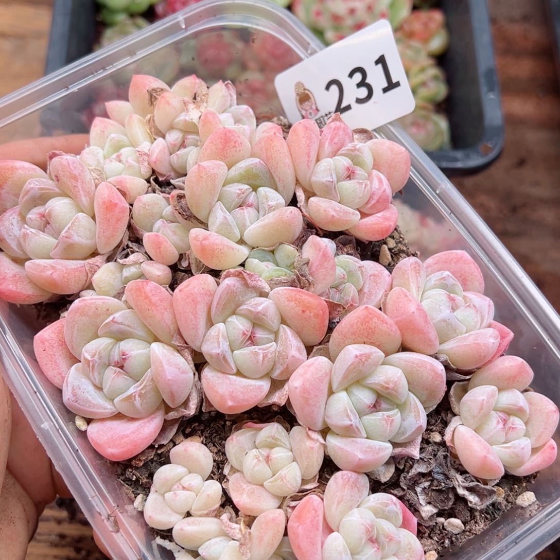 多肉植物多肉植物