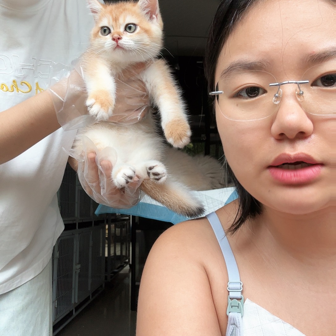 英短金渐层妹妹 一针