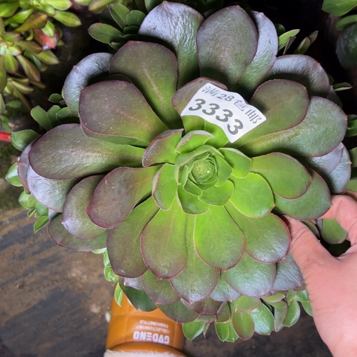 3333南美金多肉植物