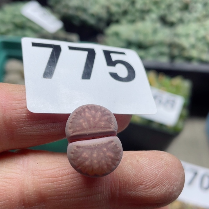 775紫菊零下拍保温