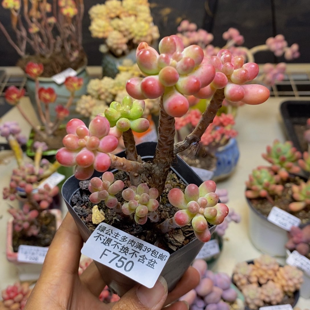 750派大星多肉7c m