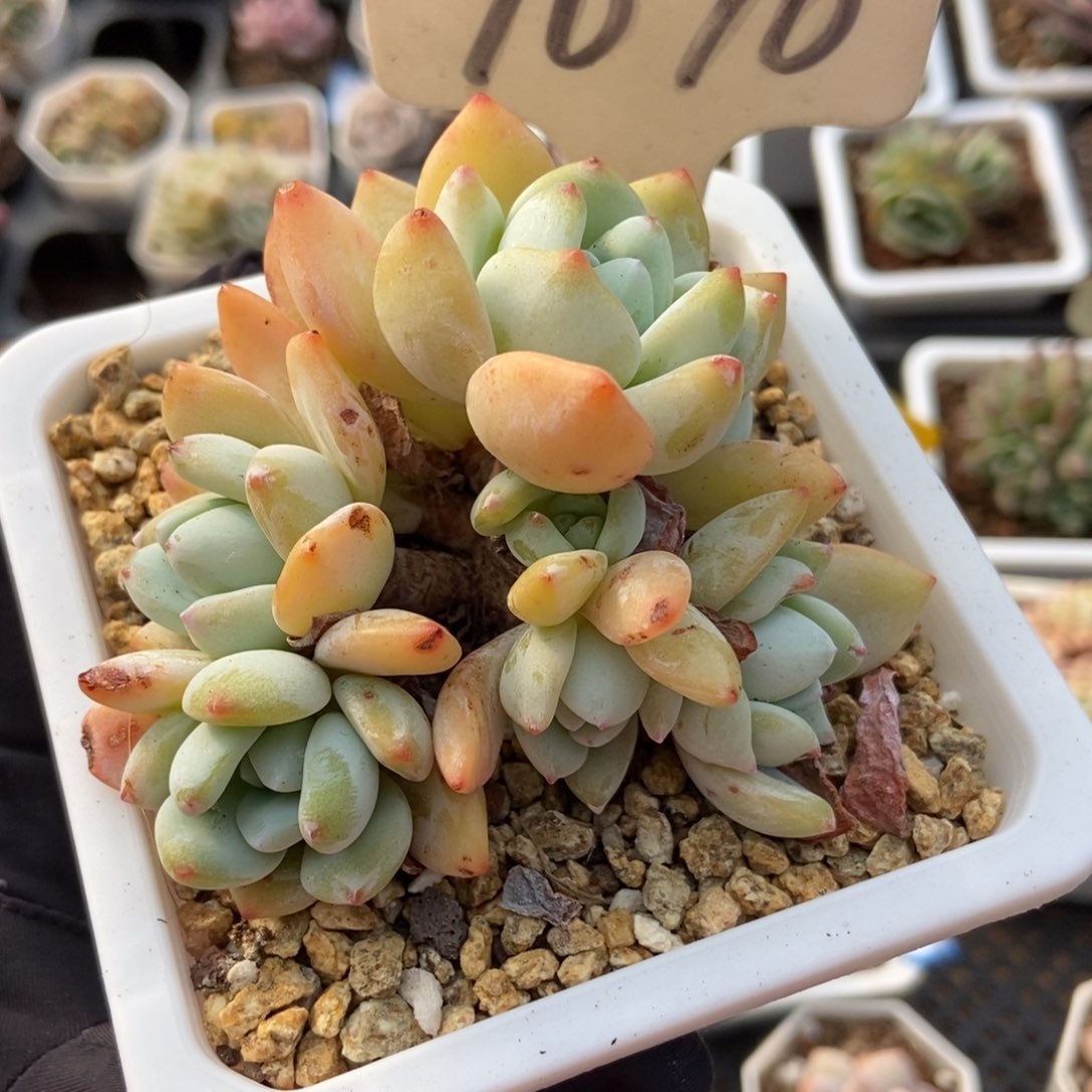 1070冷香多肉植物保护