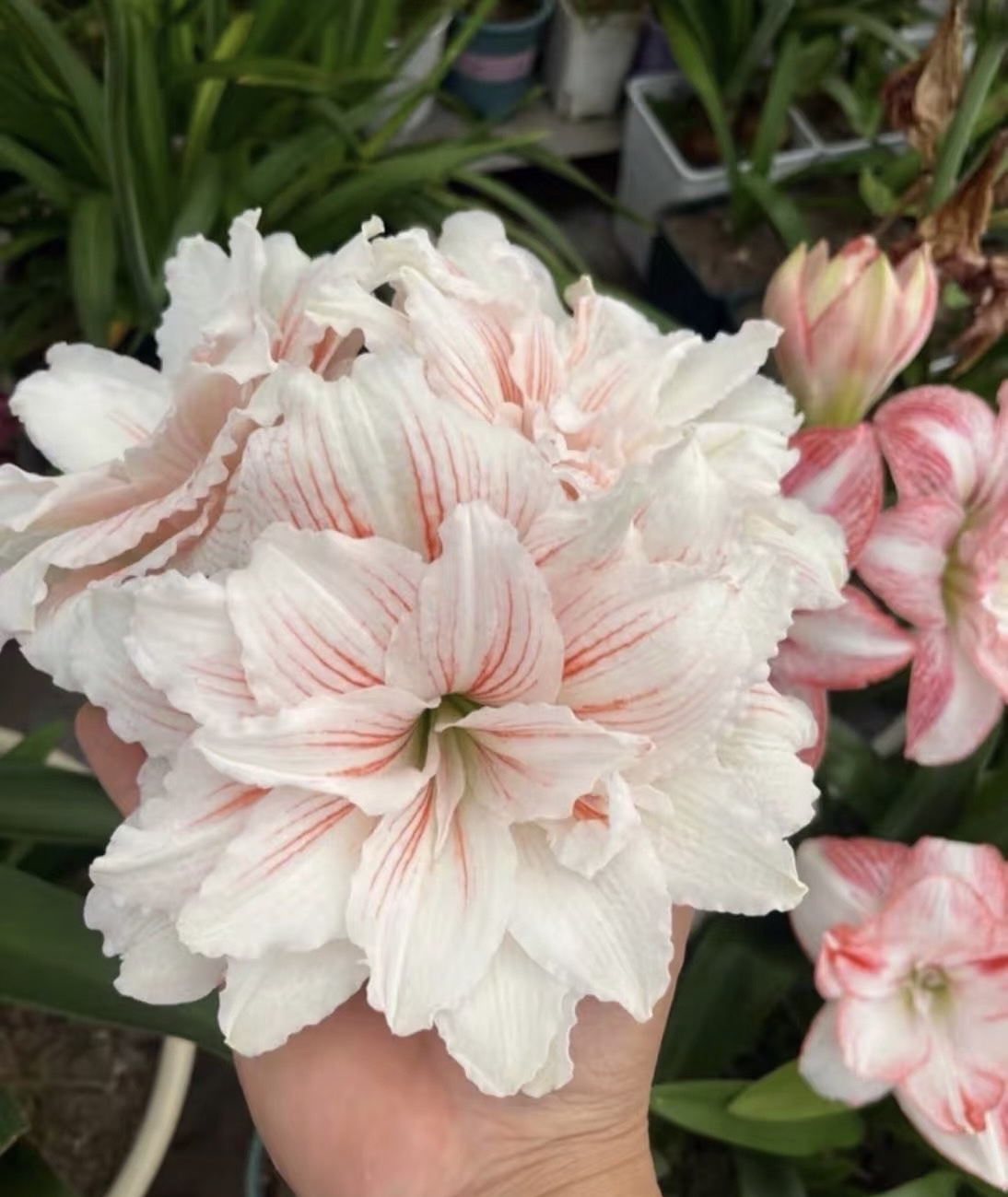 〔朱顶红   西子捧心4厘米〕辰父朱重瓣 苗情好包对版