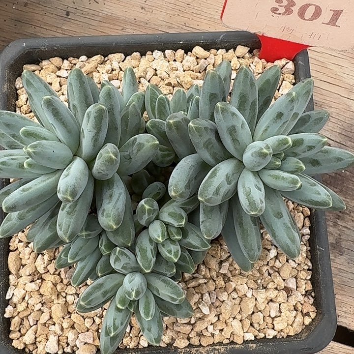 伊卡鲁斯多肉植物301