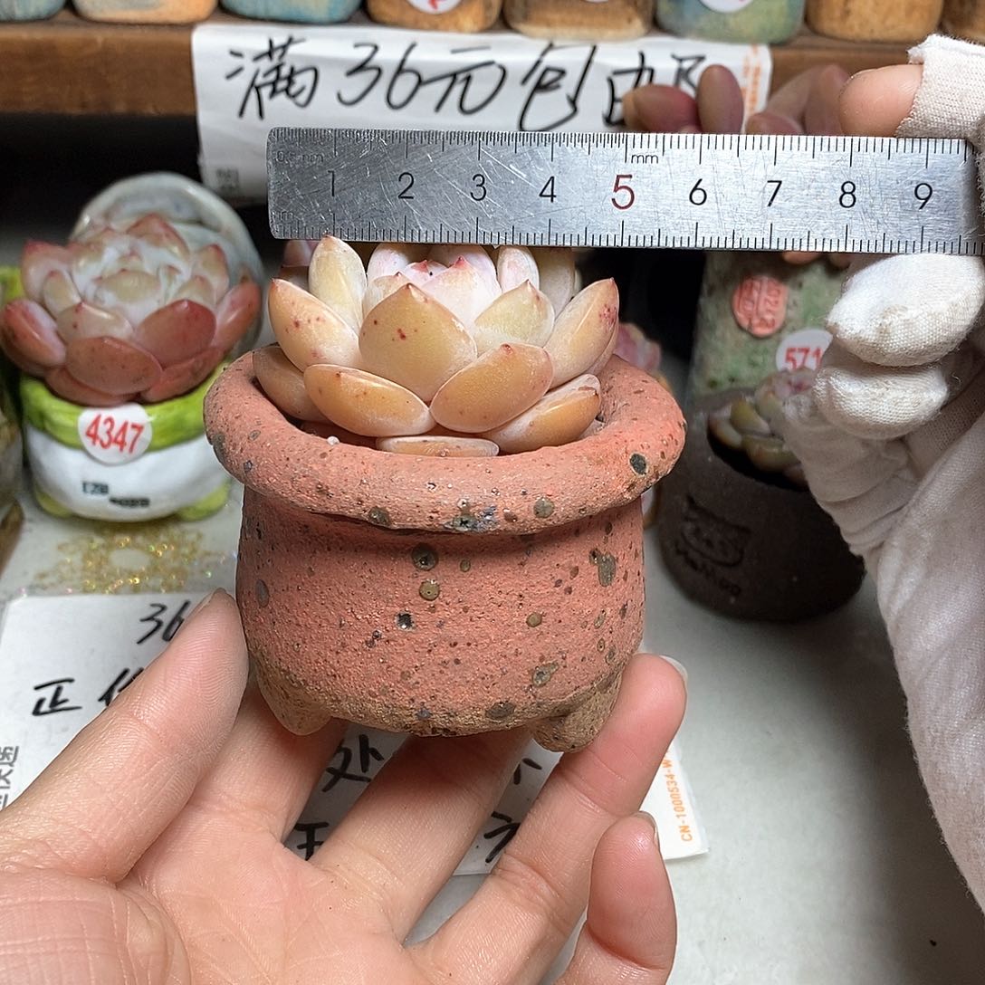 红陶拍5送一个小