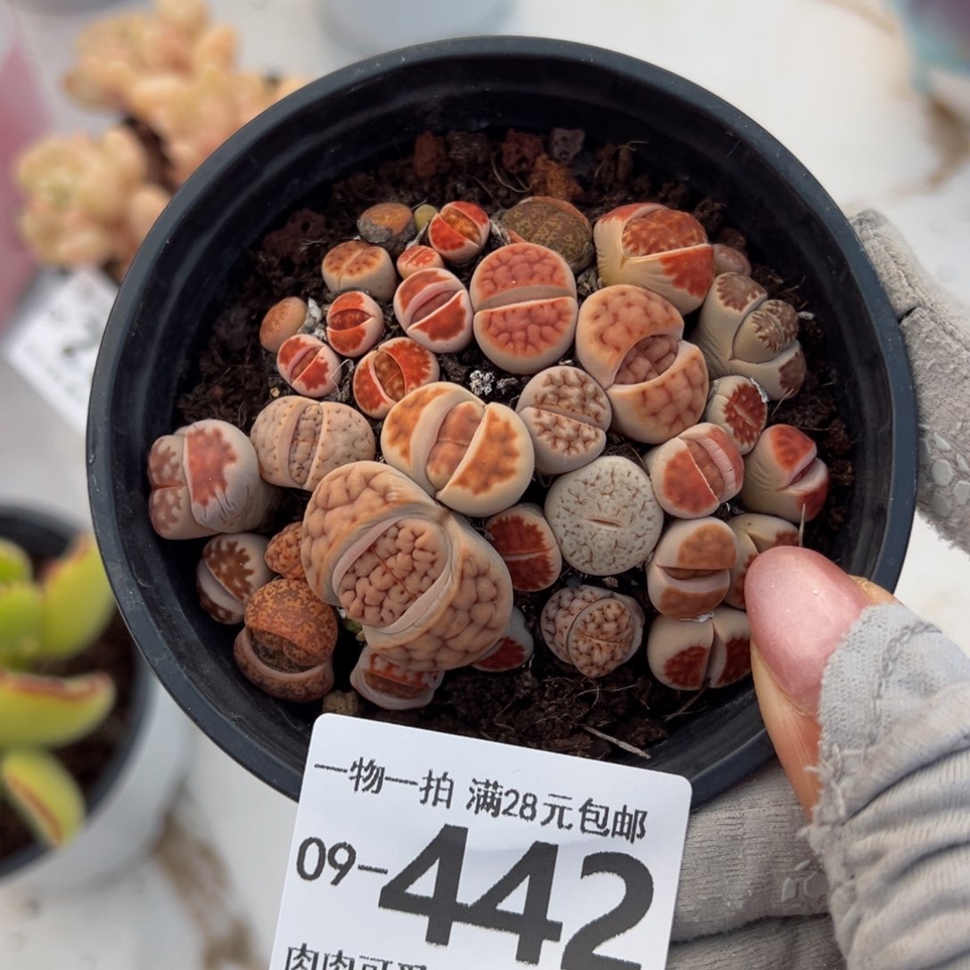生石花多肉多肉多肉多肉