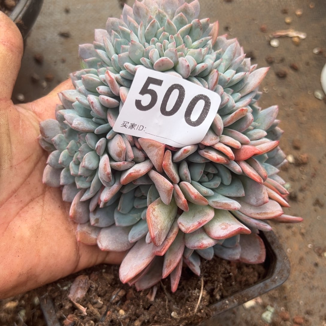 500橙梦露橙梦露橙梦露