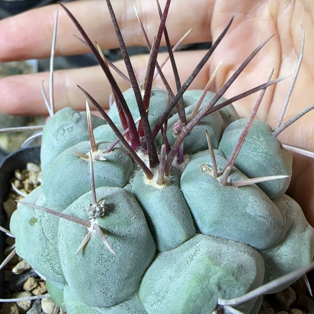 01实生白肌天晃多肉5.7厘米