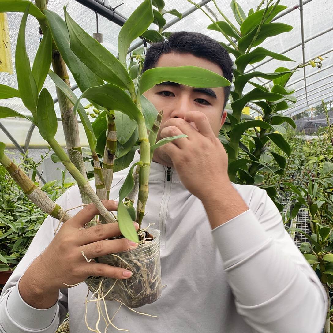 当前无花朵，栽培后可花朵紫眸➕蜜