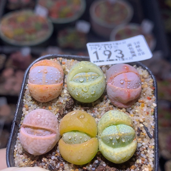 精品生石花219.193