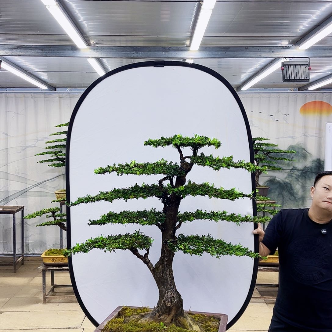 无花朵罗汉松盆景专场直播