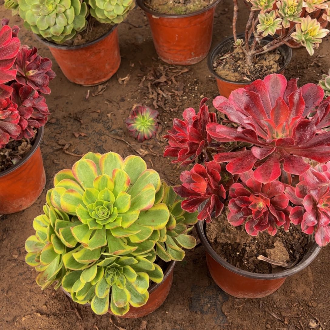 美杜莎奶白9.9多肉植物