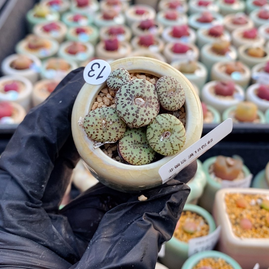 5772--一物一拍 带盆