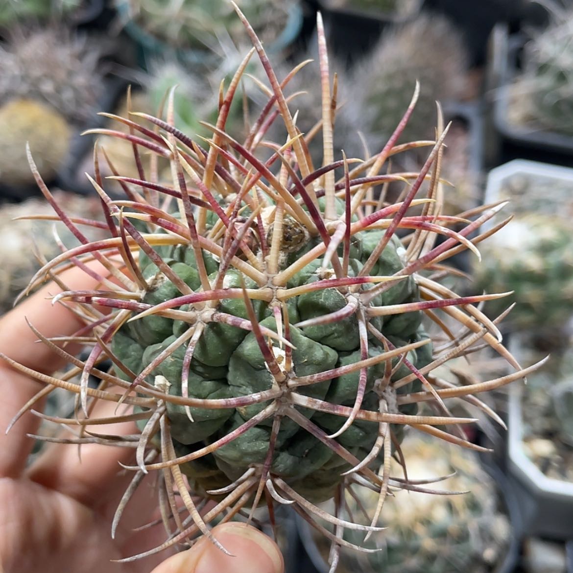 【闪购商品】高木菲冠龙冒根芽66