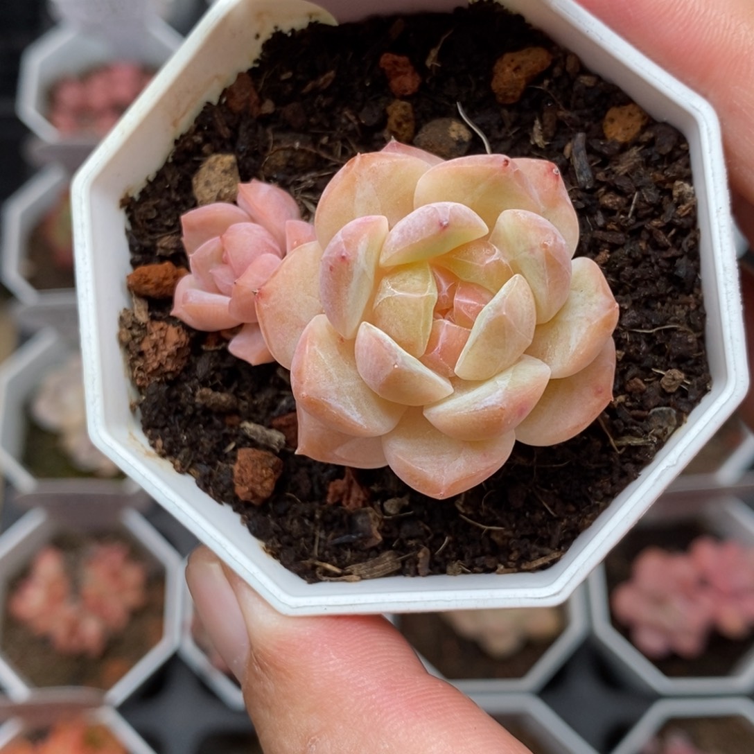 0009 草莓果酱 3.5cm