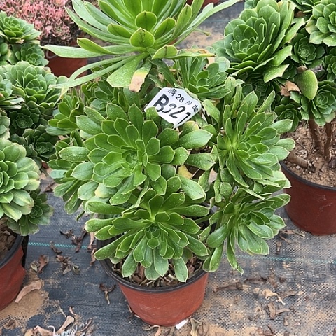 321原始绿不包断枝