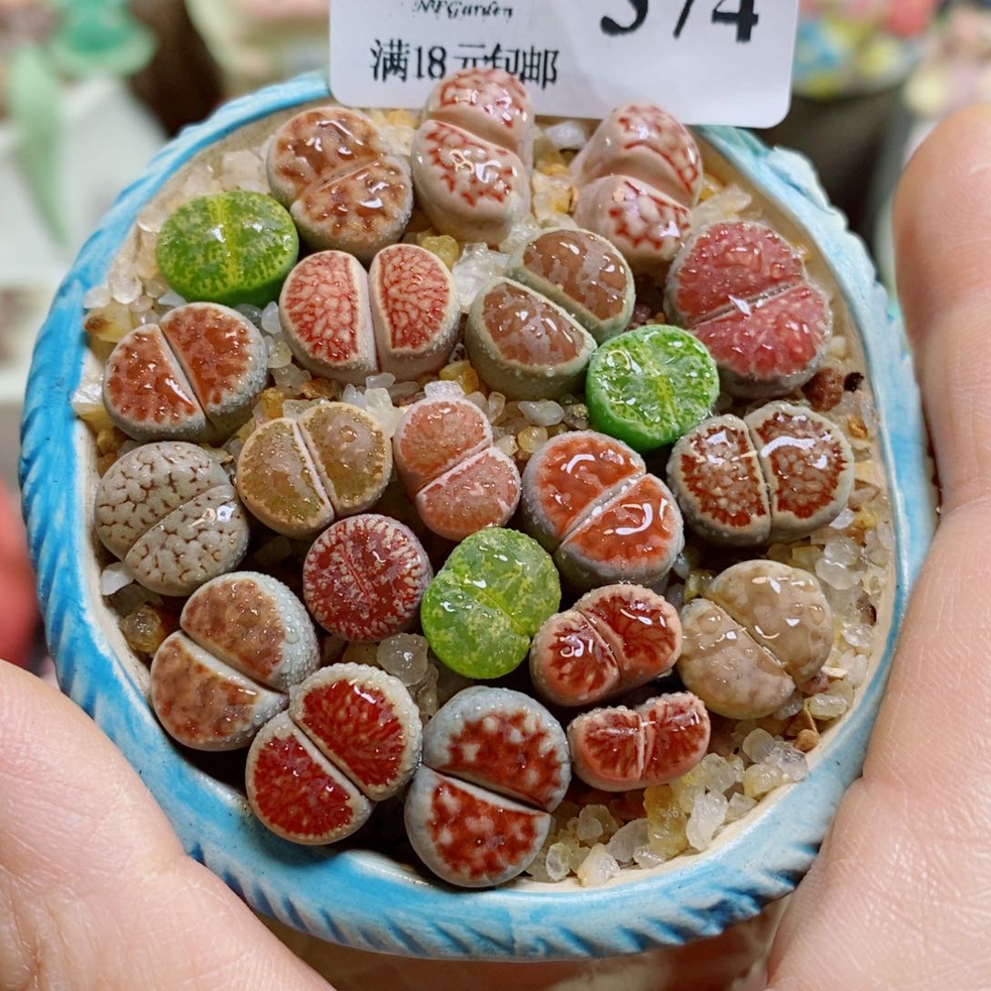 生石花花花哈哈哈哈哈哈374