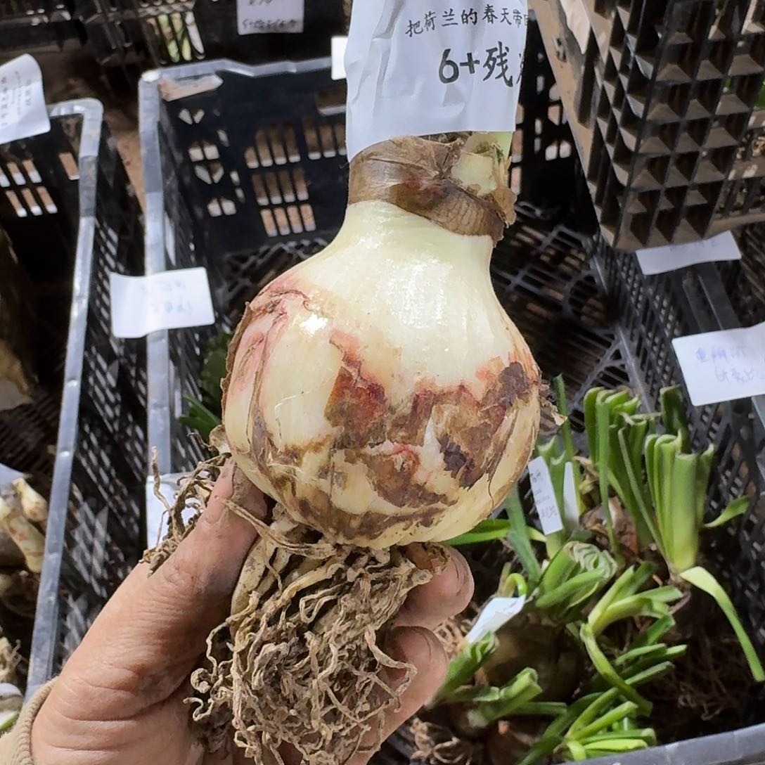 魅影重重6*残次发发